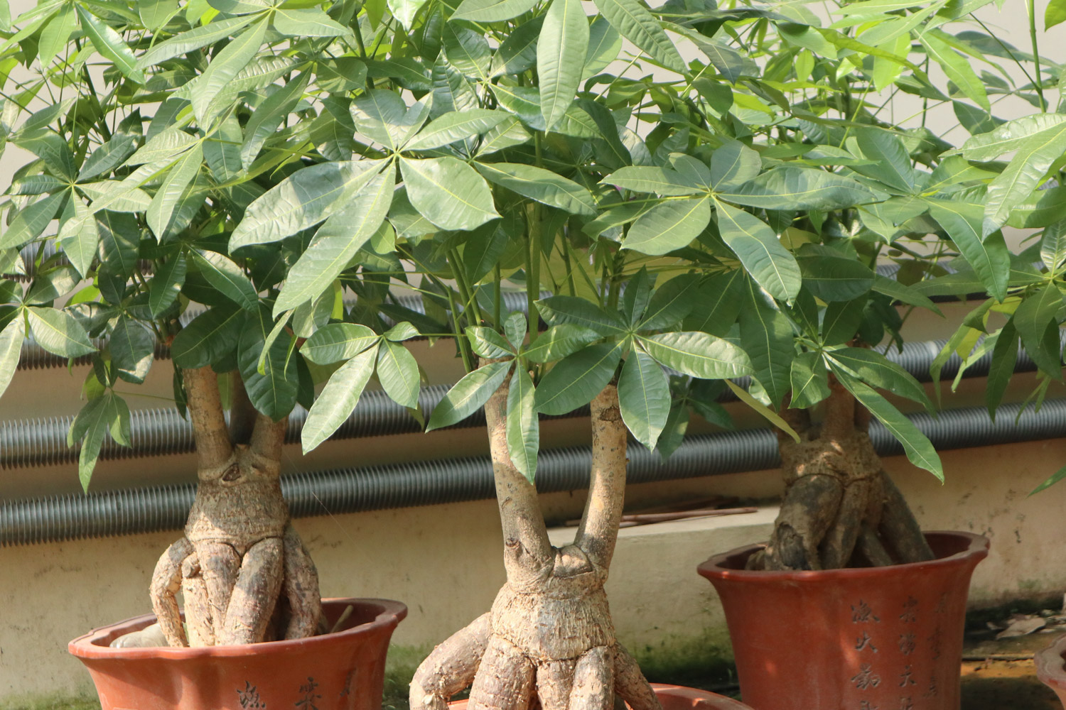 发财树冻了如何办，能缓过来吗