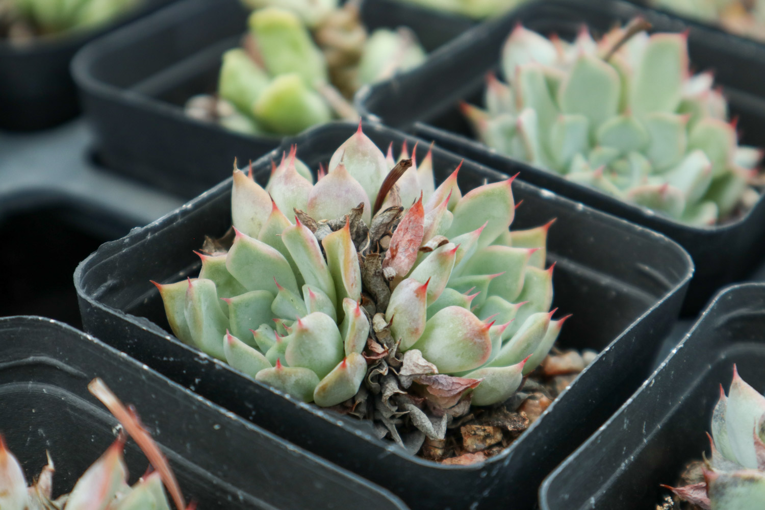 多肉掉叶子如何补救