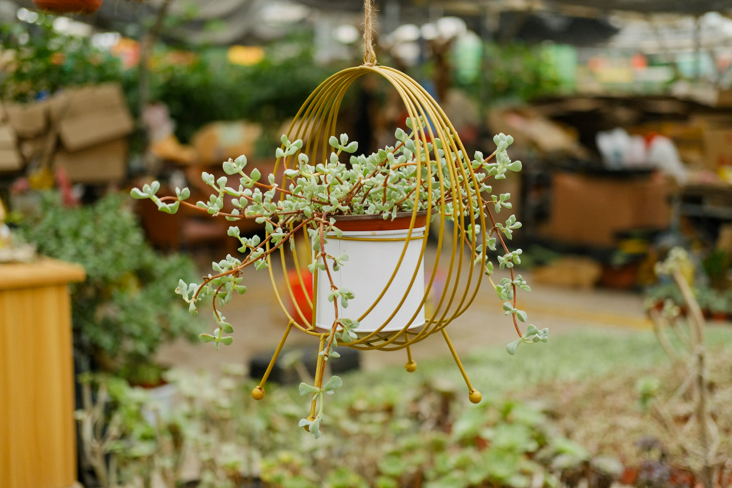 多肉掉叶子如何补救