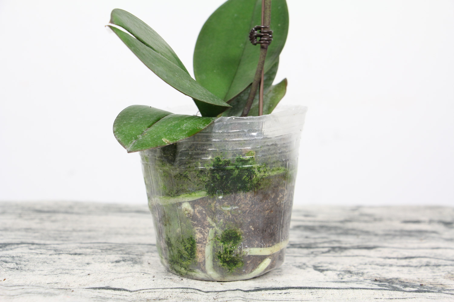 蝴蝶兰烂叶子如何挽救