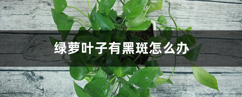 绿萝叶子有黑斑如何办