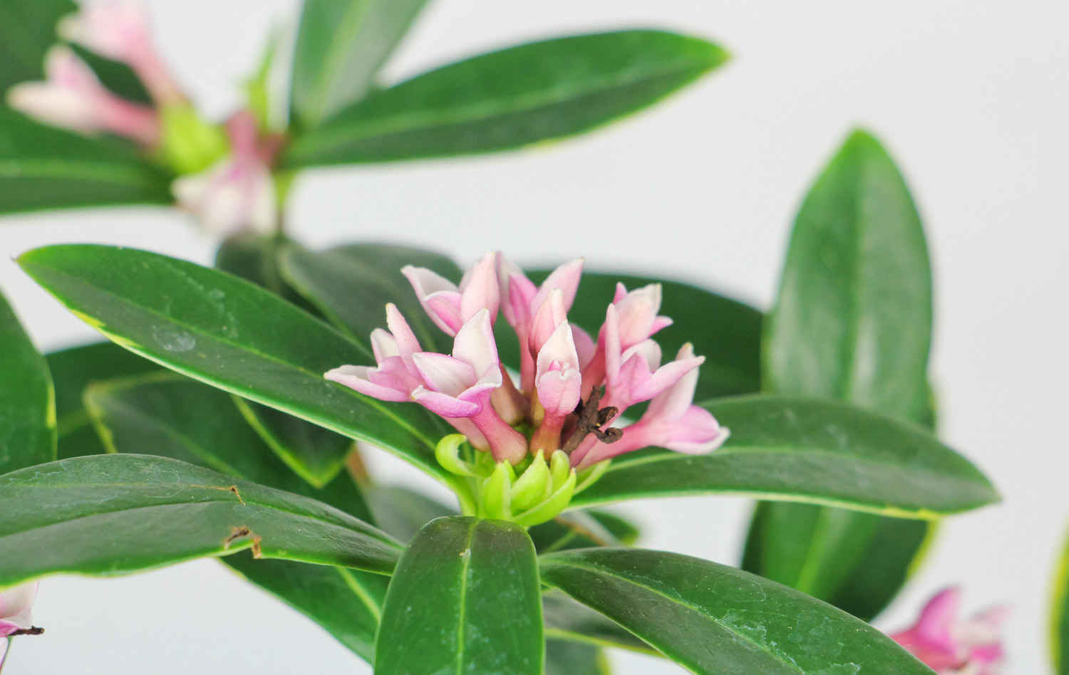 金边瑞香 瑞香叶子下垂还能活吗