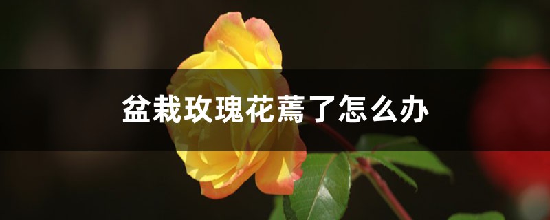 盆栽玫瑰花蔫了如何办