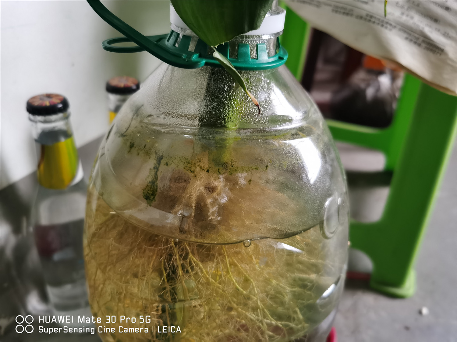 富贵竹 富贵竹枯萎了还能活吗