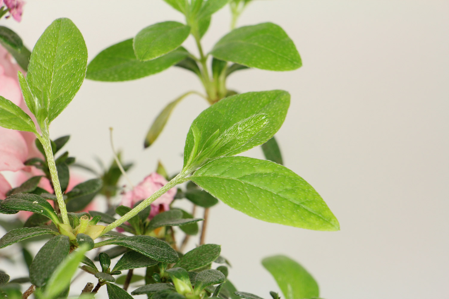 杜鹃 杜鹃花干枯掉叶如何办