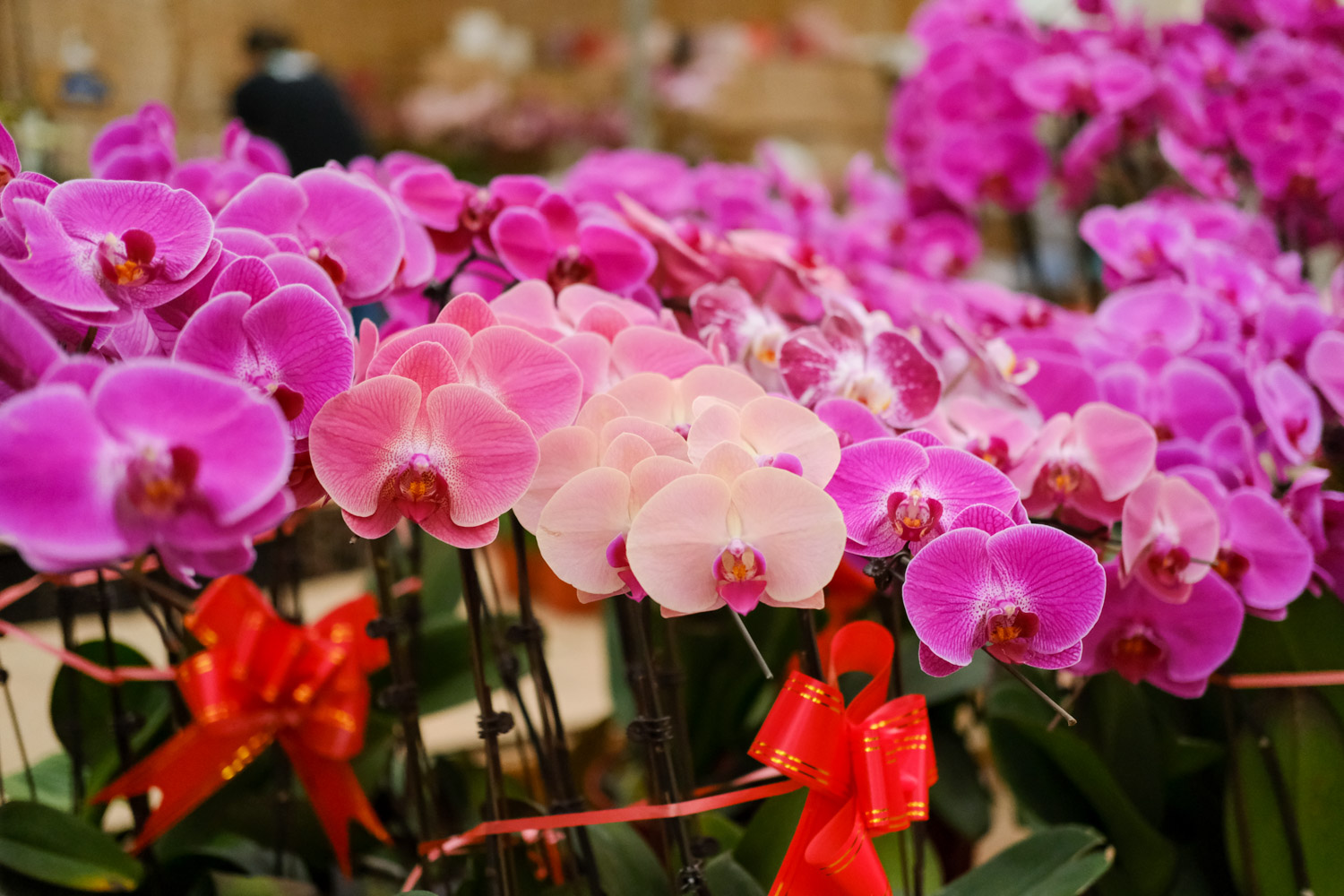 蝴蝶兰冻伤了如何办