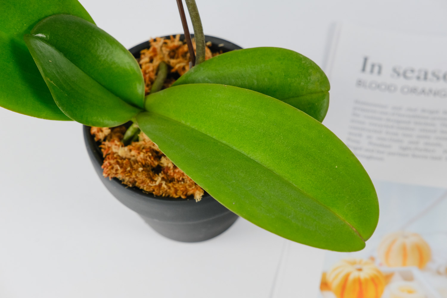 蝴蝶兰 蝴蝶兰为何掉花骨朵