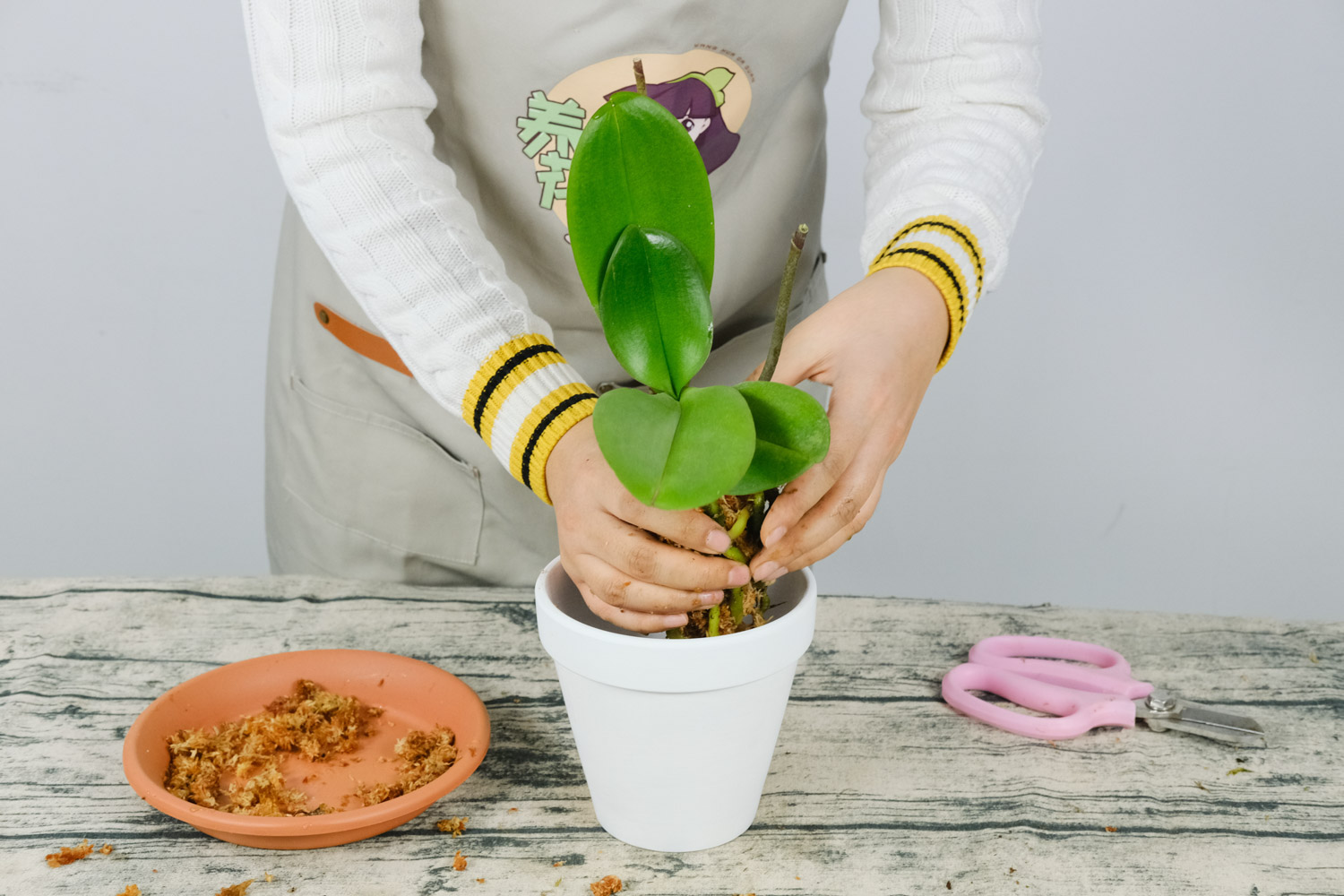 蝴蝶兰叶子发黑如何办