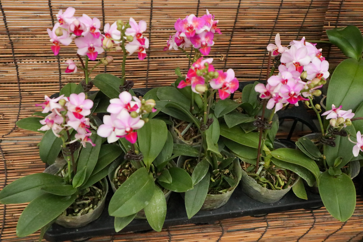 蝴蝶兰叶子发黑如何办