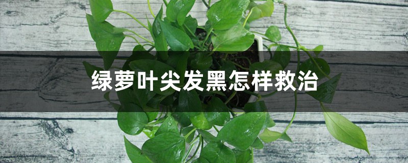 绿萝叶尖发黑如何救治
