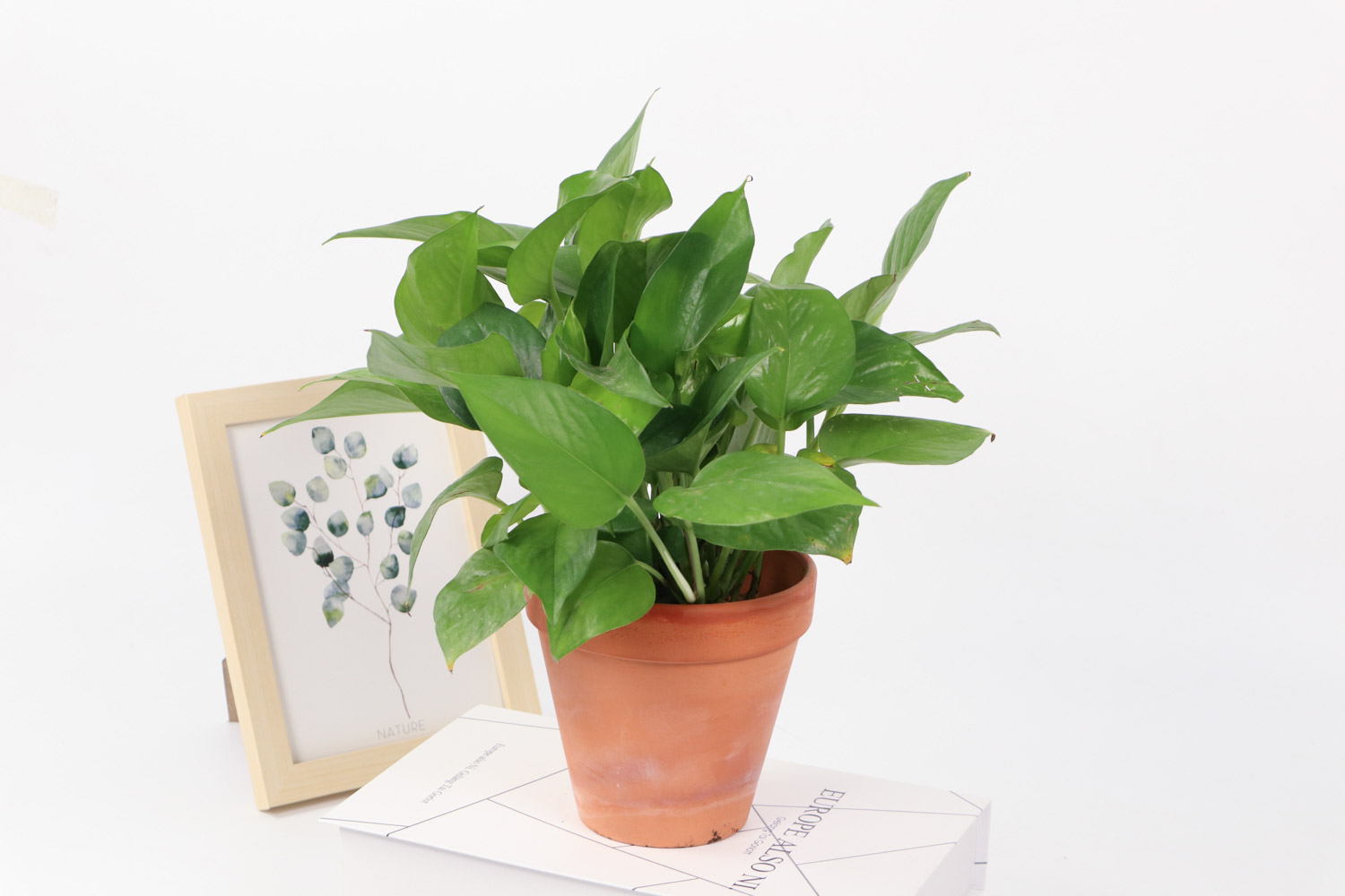 绿萝叶尖发黑如何救治