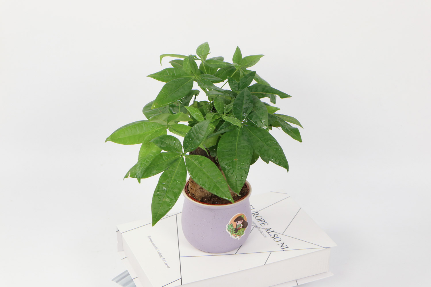 发财树死了如何办