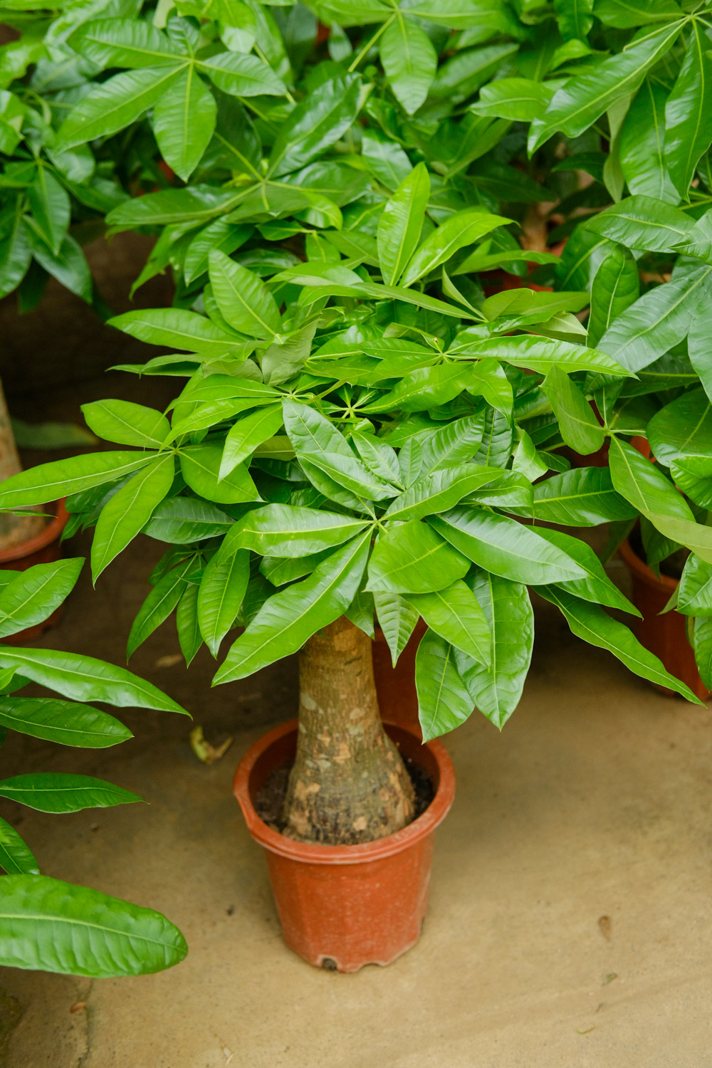 发财树死了如何办