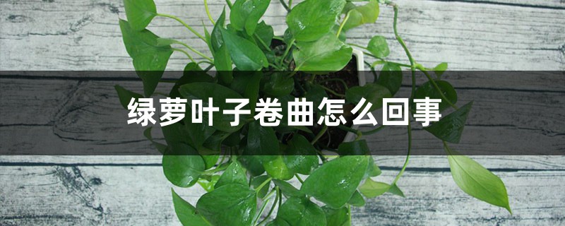 绿萝叶子卷曲是如何回事