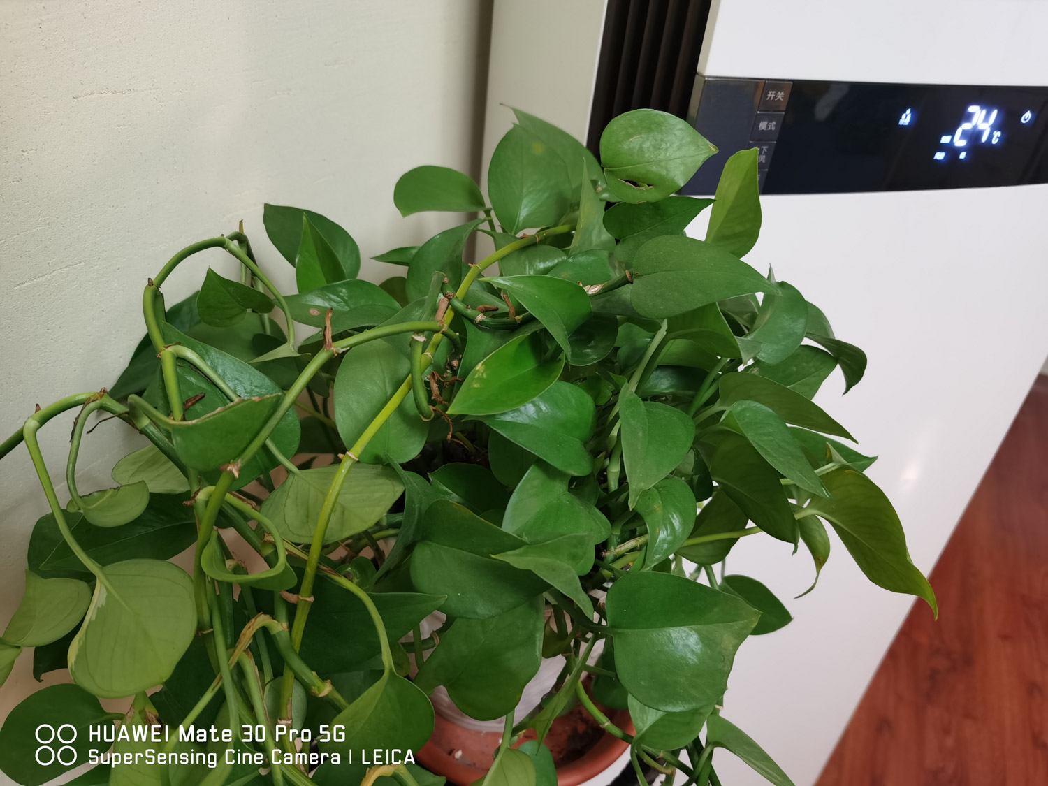 绿萝叶片有黑斑如何办