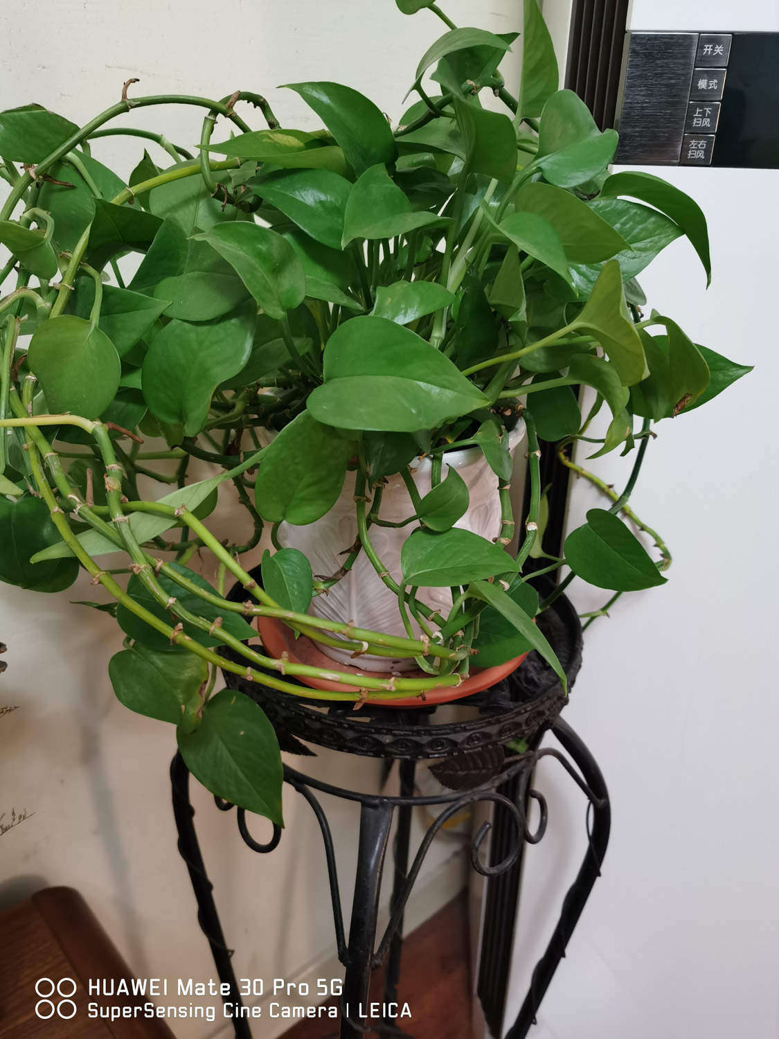 冬季绿萝焉了如何办