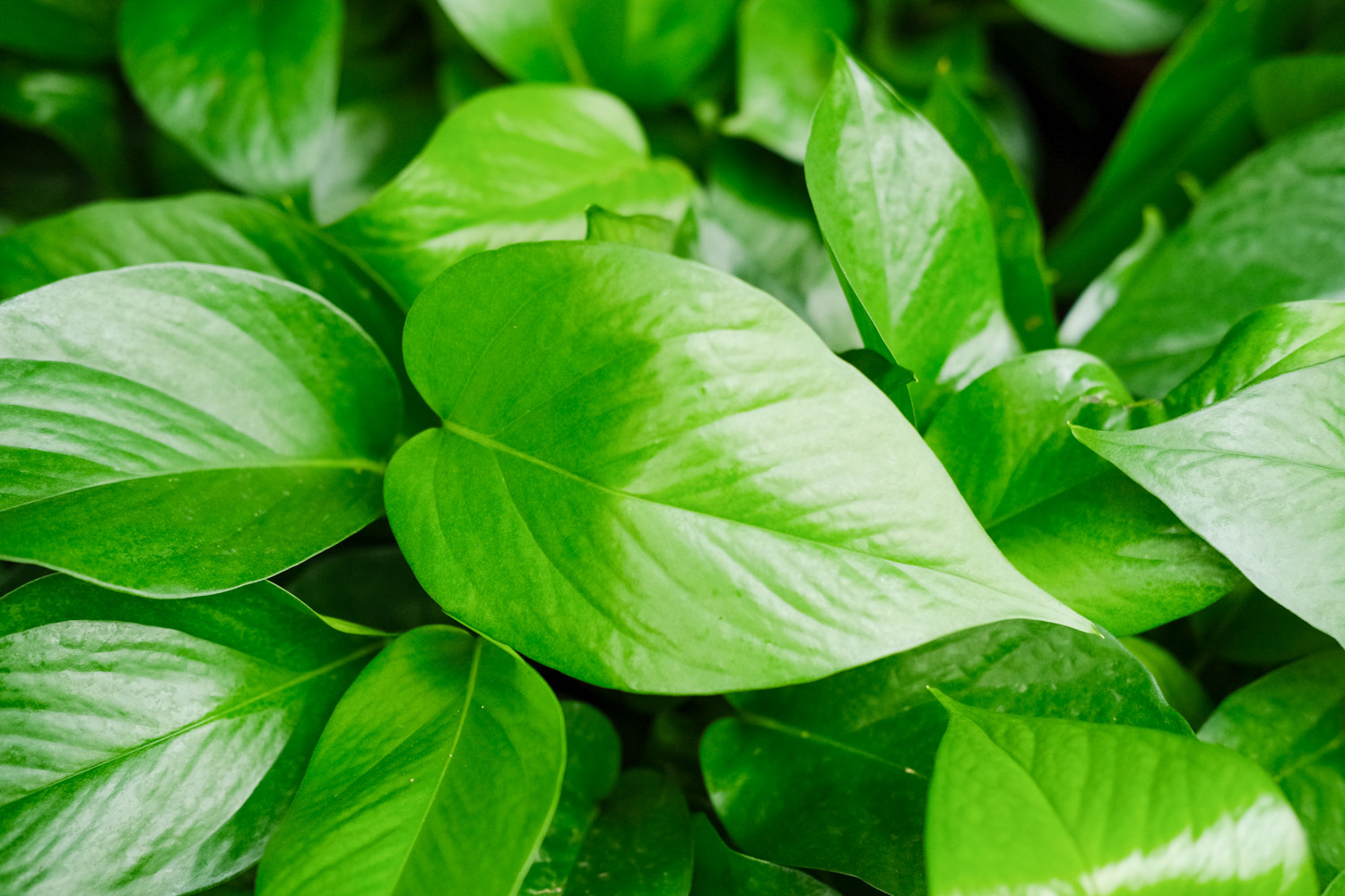 冬季绿萝焉了如何办