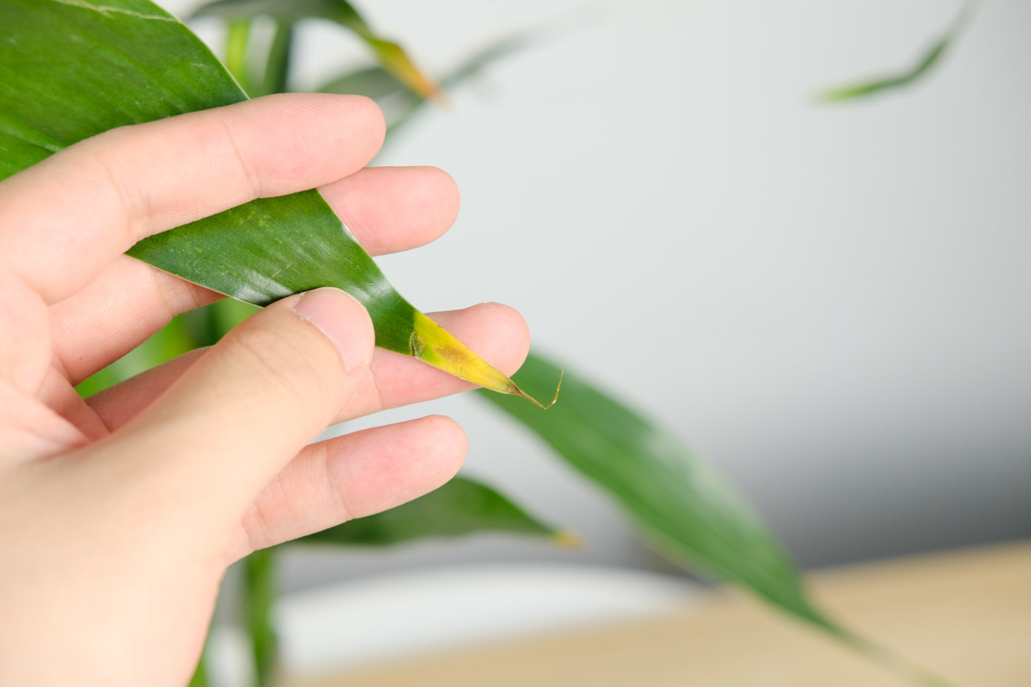 富贵竹 富贵竹冻蔫了还能活吗,富贵竹断了还能活吗