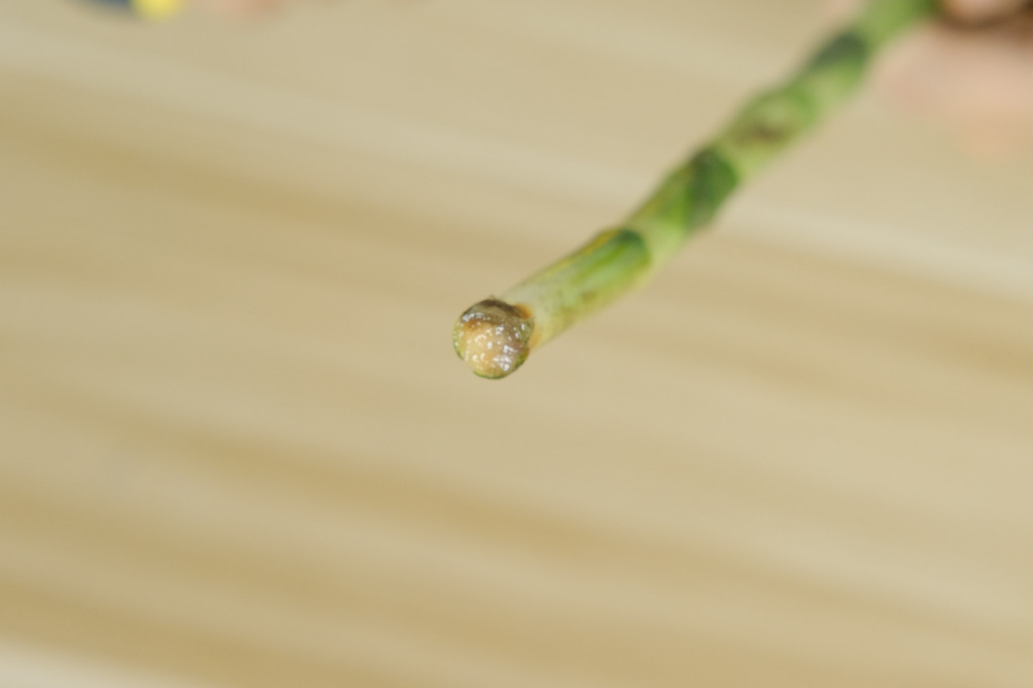 富贵竹 富贵竹冻死了如何办,冬季如何给富贵竹保温