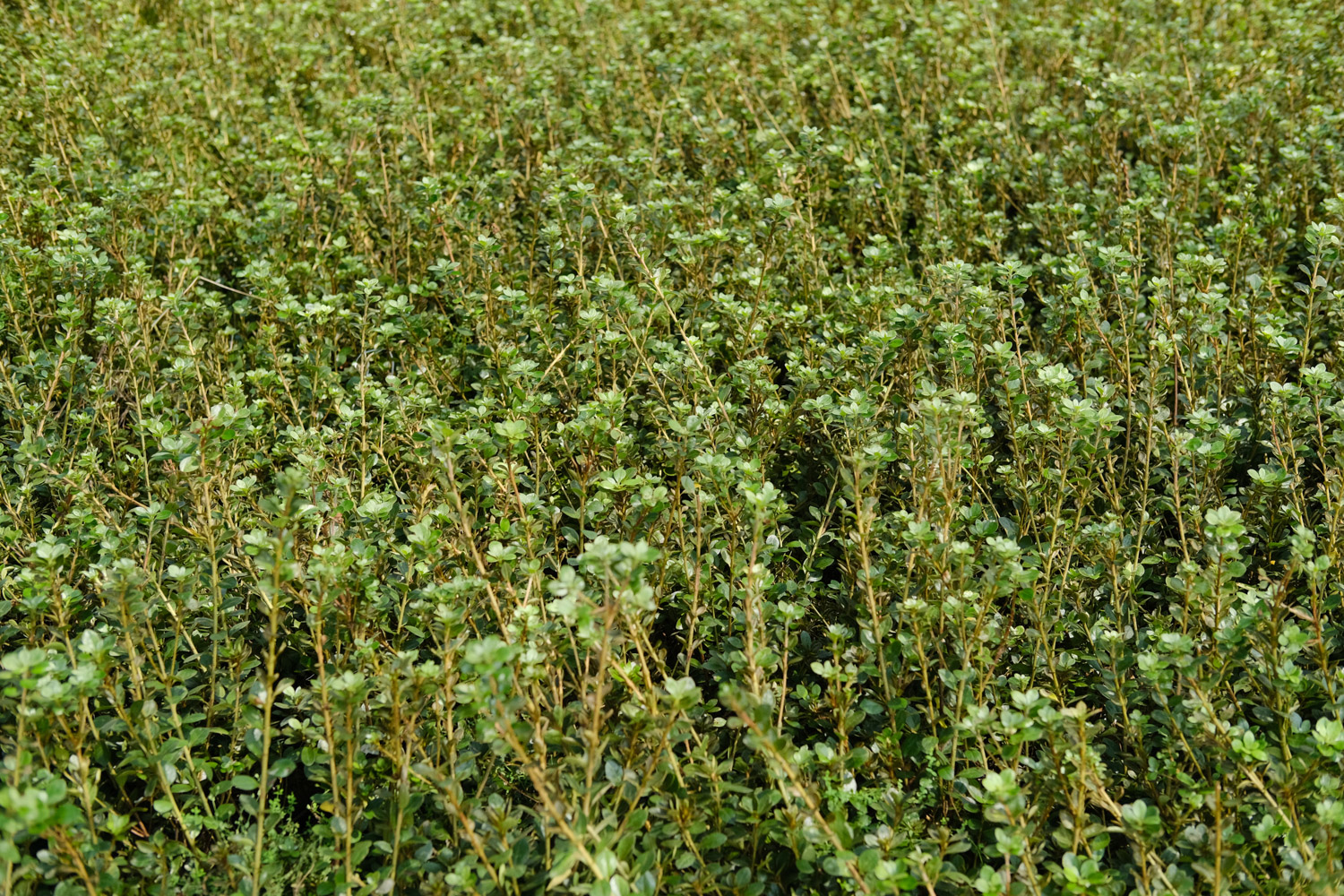 杜鹃花浇水放醋可以吗，杜鹃花浇水后花蔫了