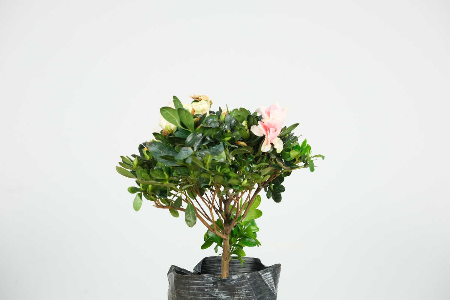 杜鹃花叶子发黑干枯，杜鹃叶子掉光还能活吗