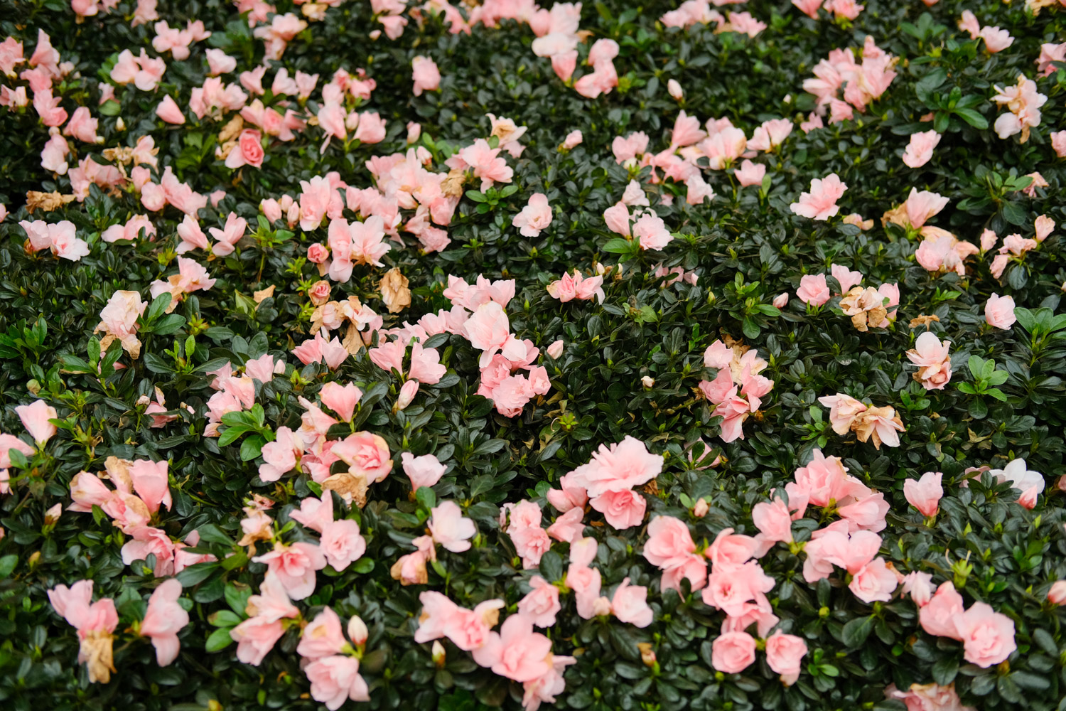 杜鹃花干枯掉如何救，干枯的杜鹃花能活吗？