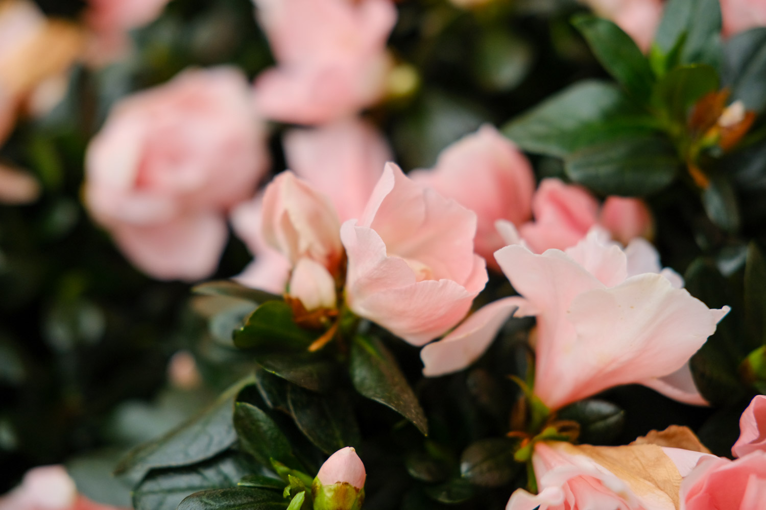 杜鹃花干枯掉如何救，干枯的杜鹃花能活吗？