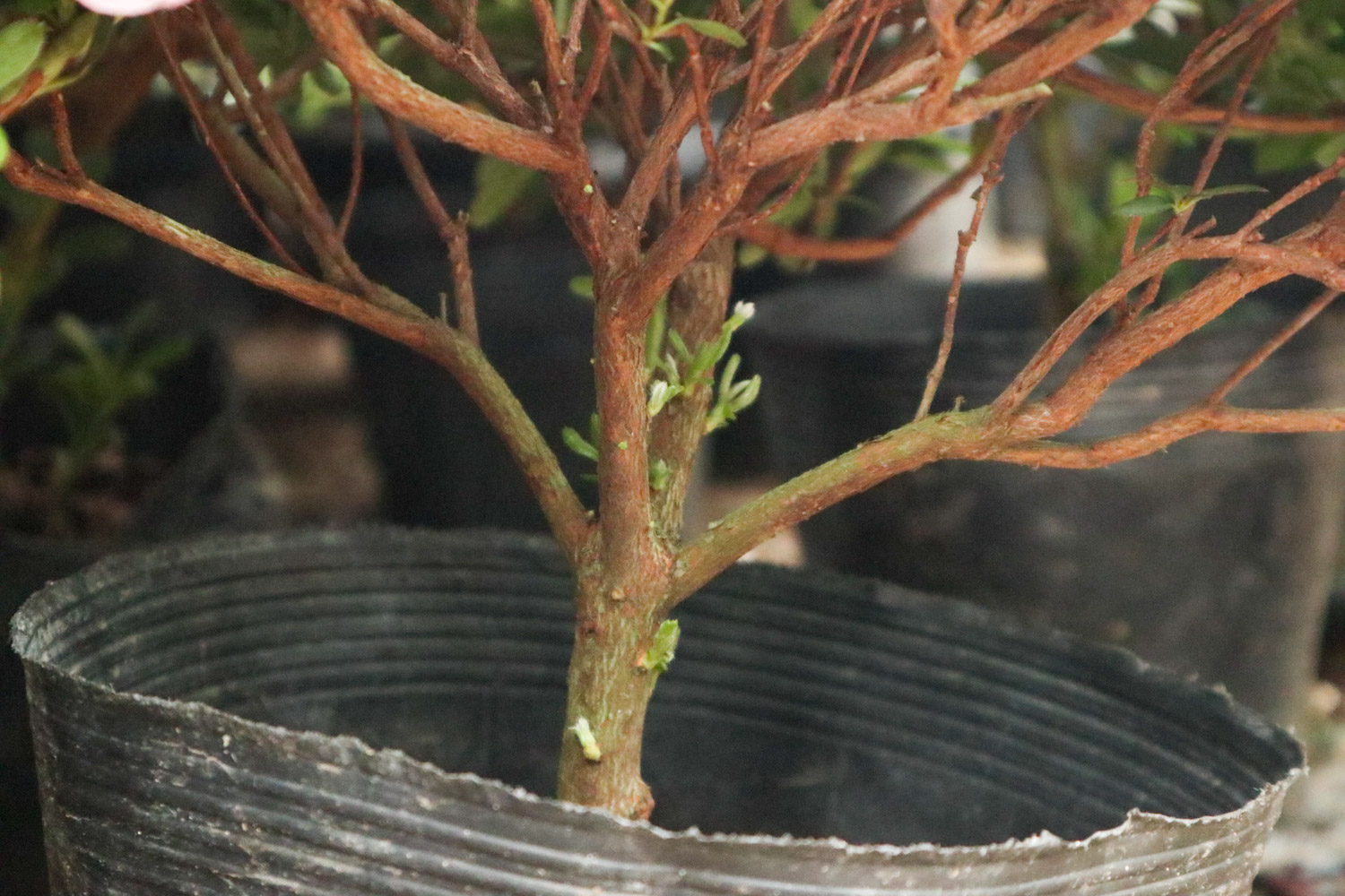 杜鹃花干枯掉如何救，干枯的杜鹃花能活吗？