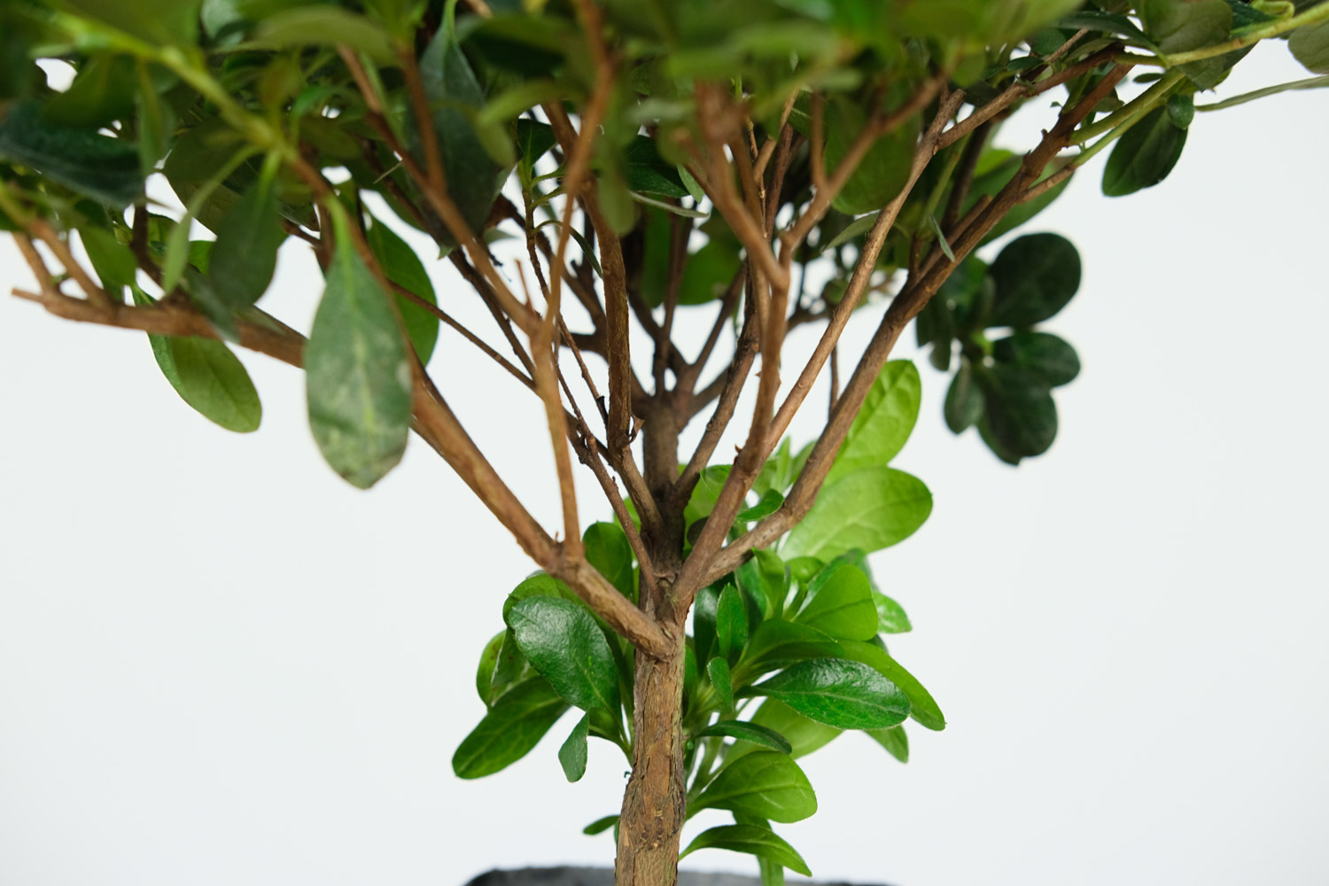 杜鹃花有花苞不开花，杜鹃花花期管理