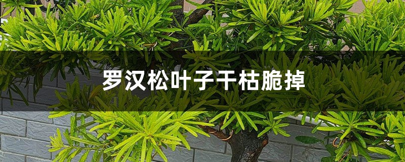 罗汉松叶子干枯脆掉如何办