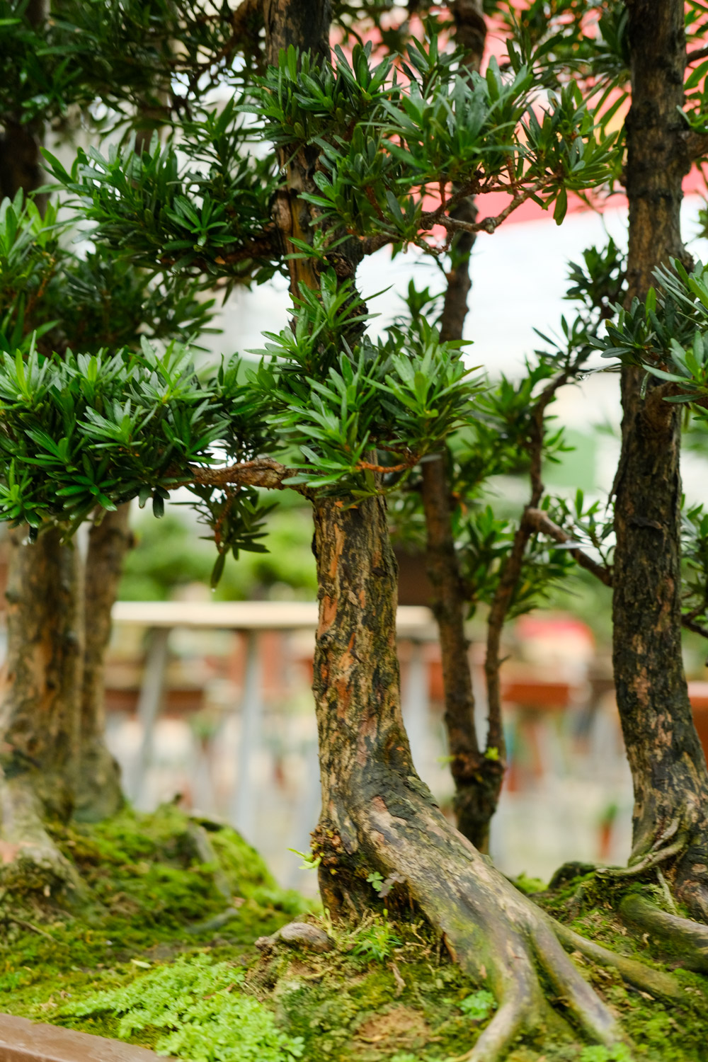 罗汉松 罗汉松叶子干枯脆掉如何办