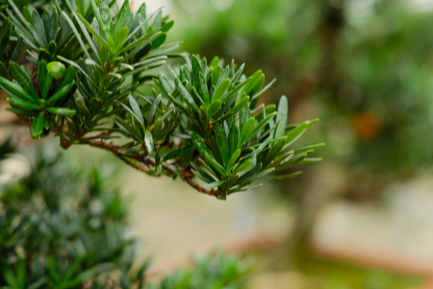 罗汉松 罗汉松叶子干枯脆掉如何办