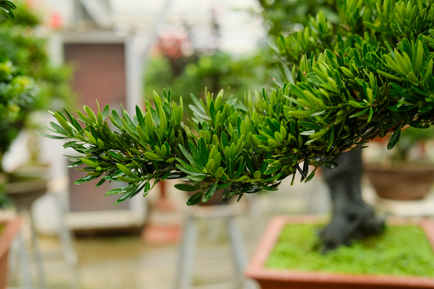 罗汉松 罗汉松叶子干枯脆掉如何办