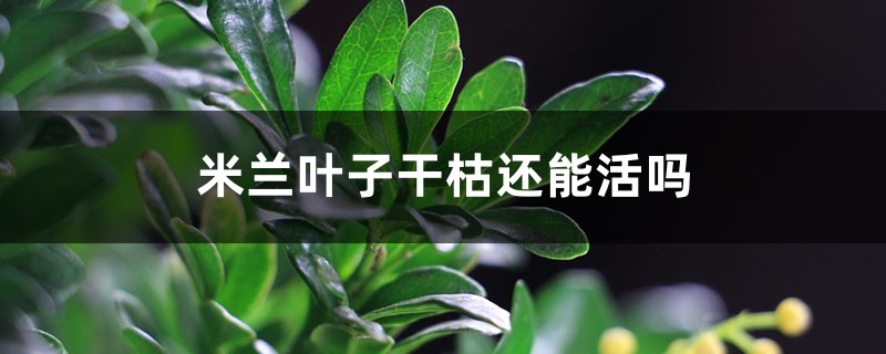 米兰叶子干枯还能活吗，如何救活？