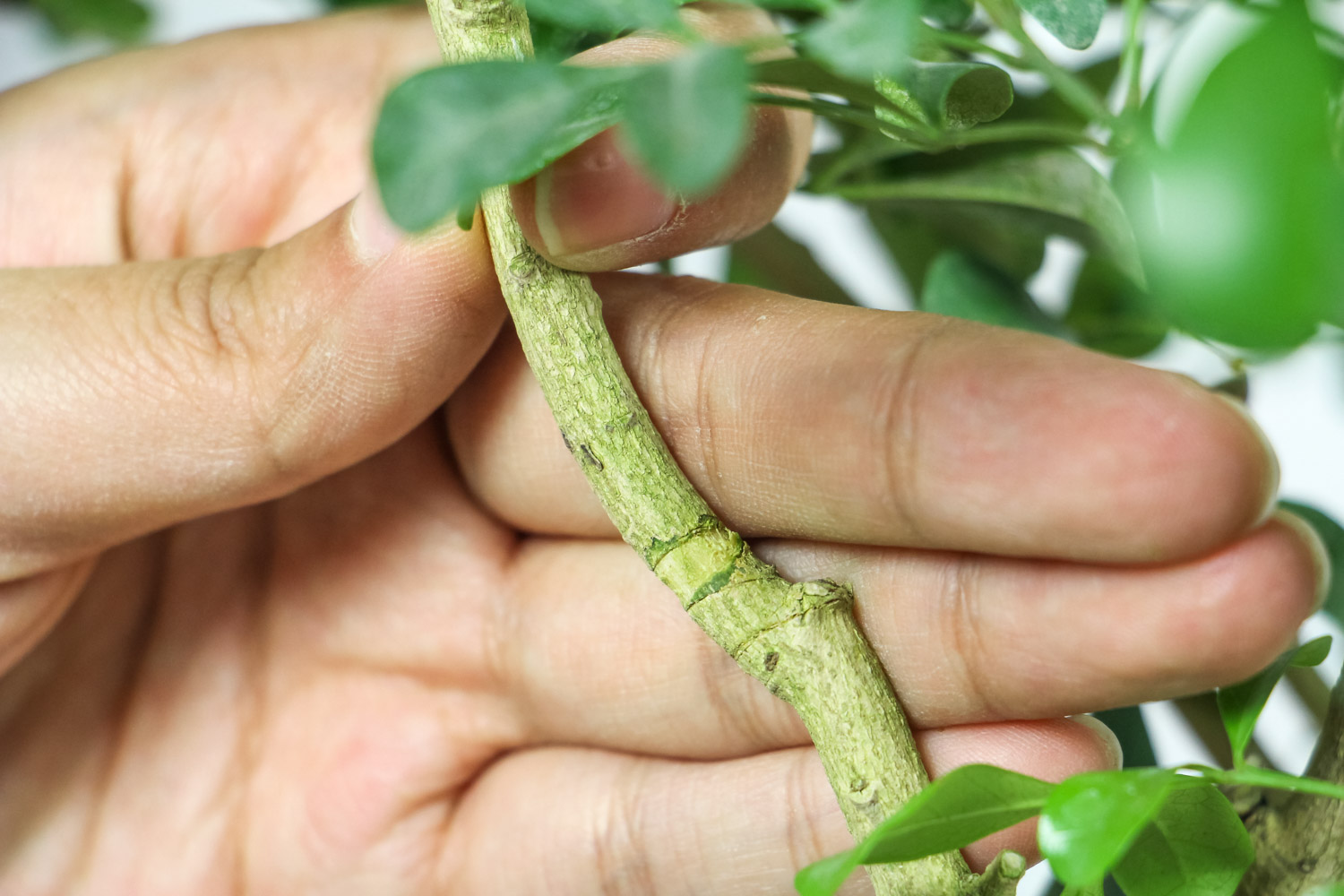 米兰叶子干枯还能活吗，如何救活？