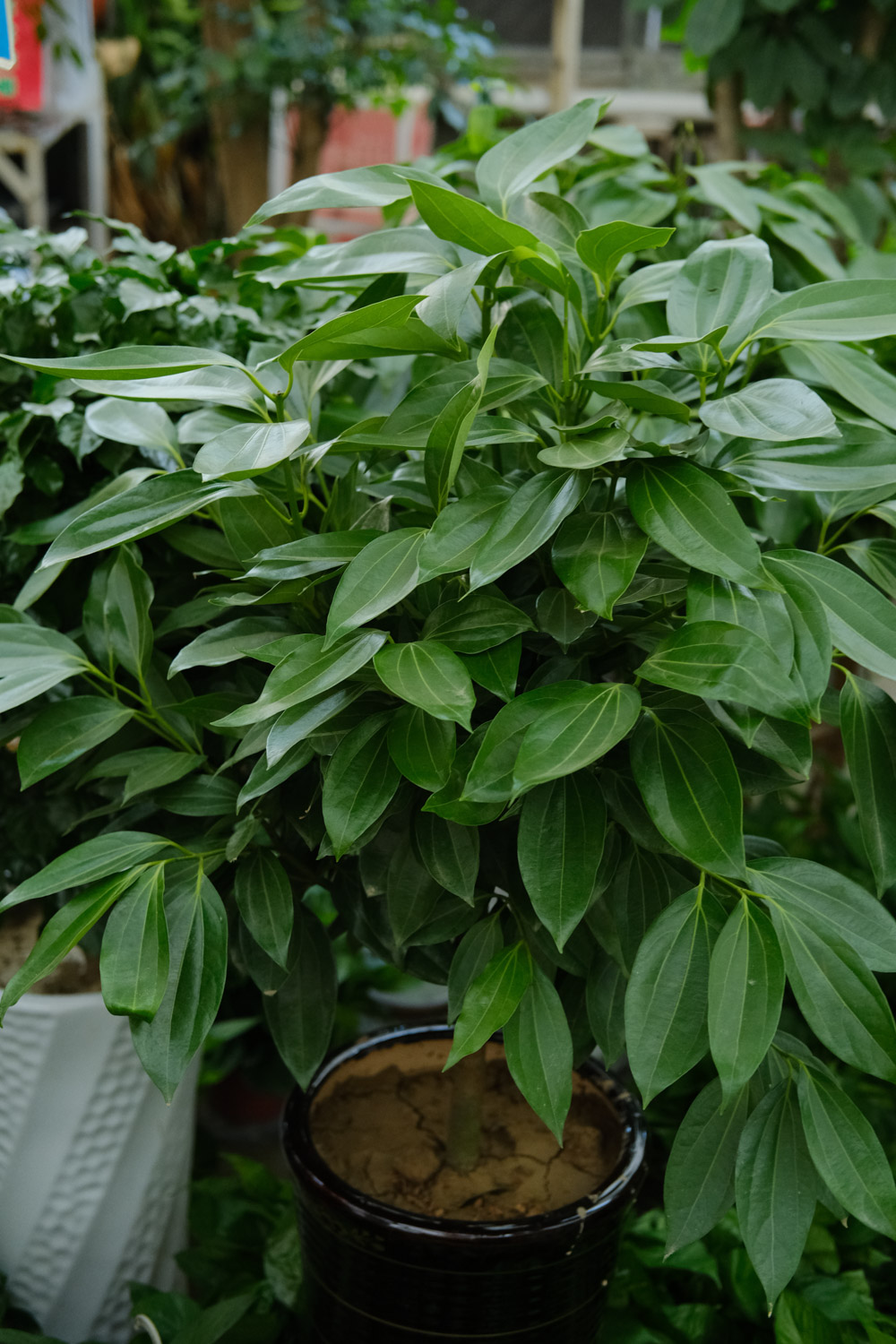 平安树水浇多了有什么后果，该如何处理？