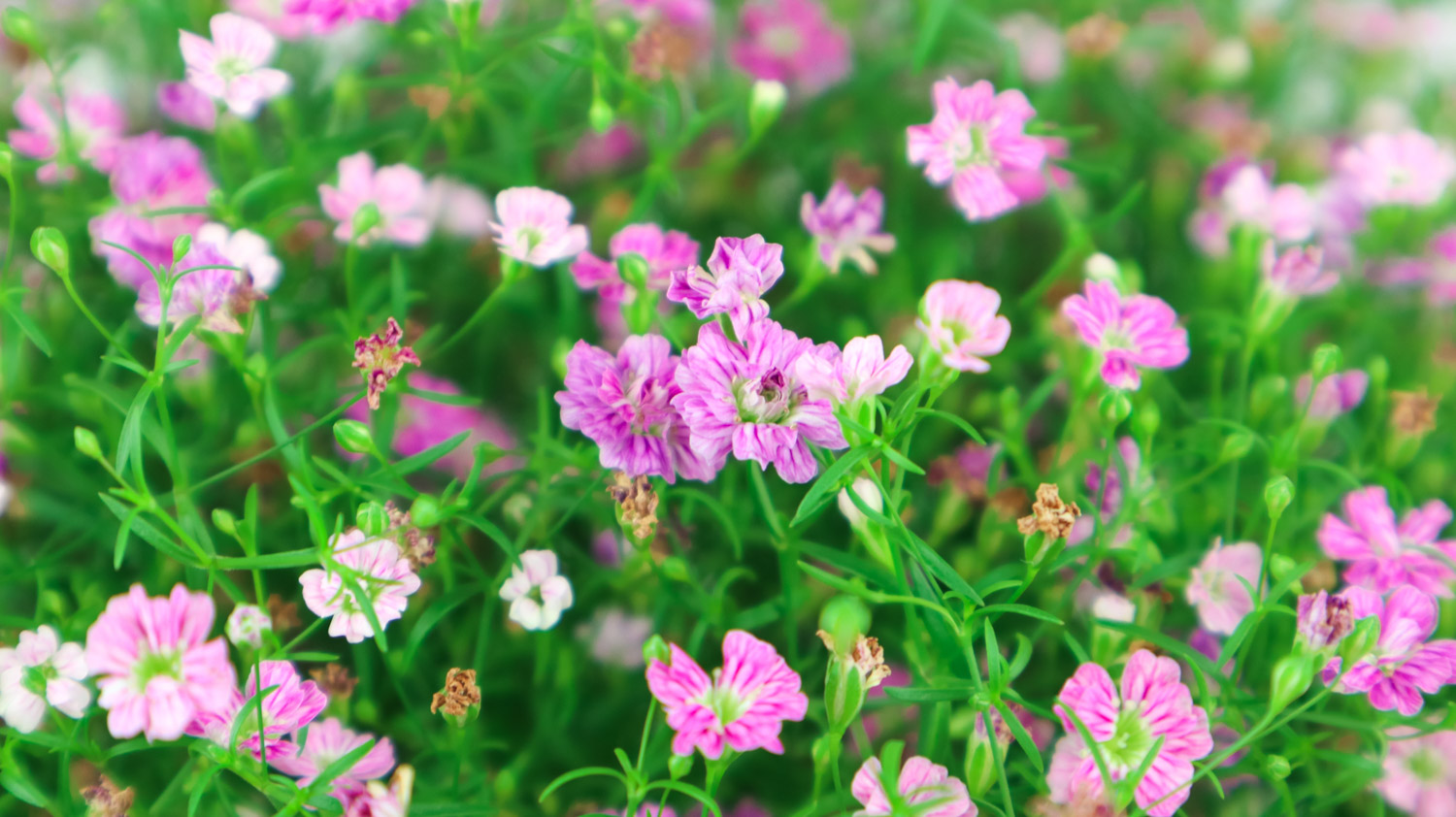 满天星发芽后倒了是什么原因