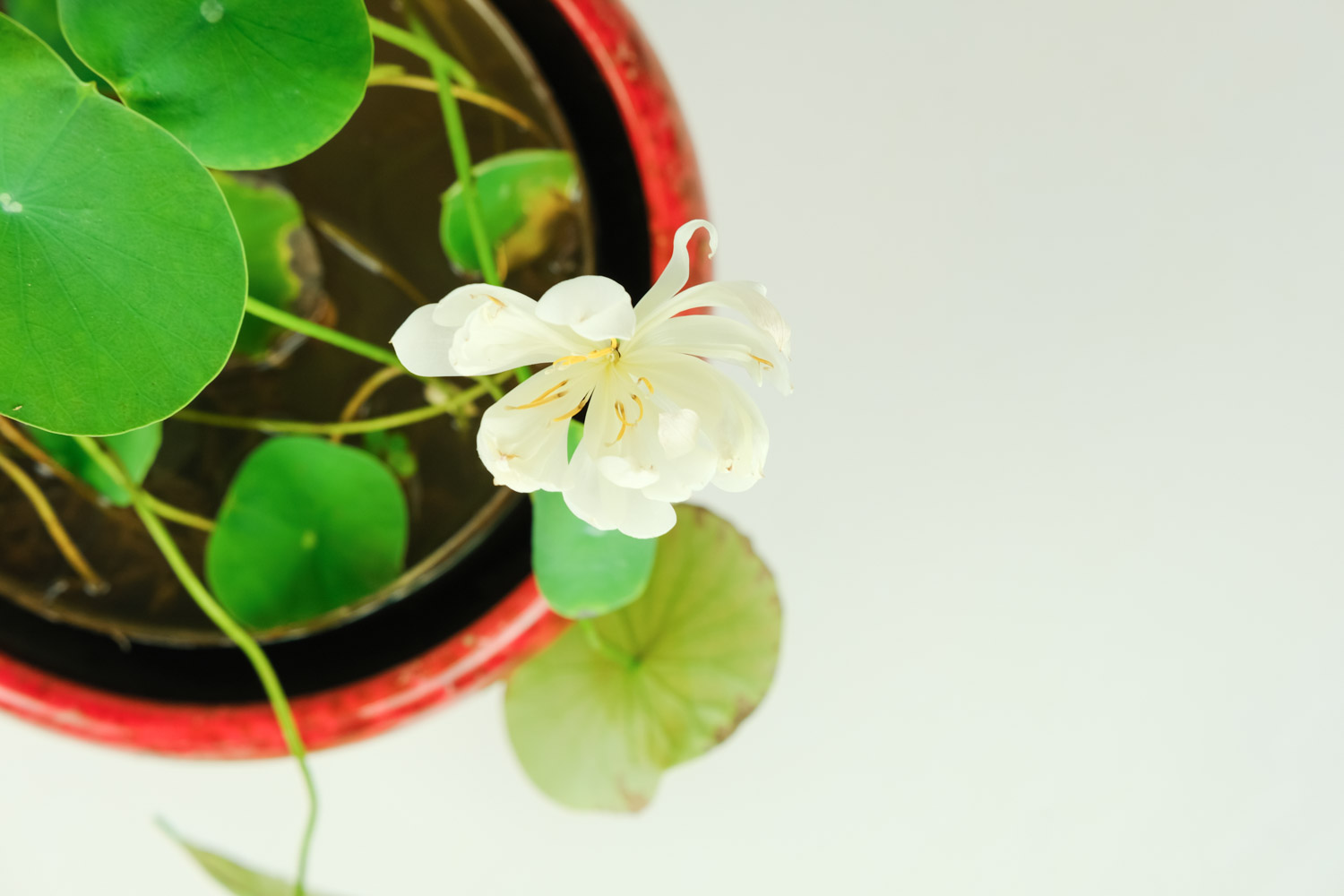 碗莲 碗莲芽尖出水发黑什么原因