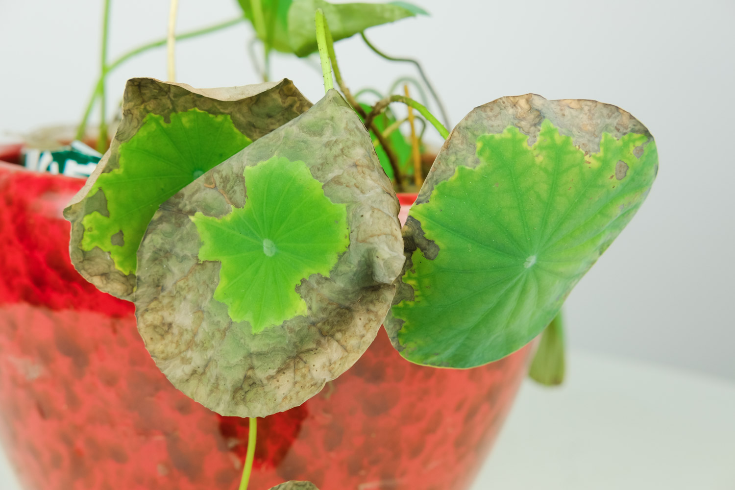 碗莲 碗莲芽尖出水发黑什么原因