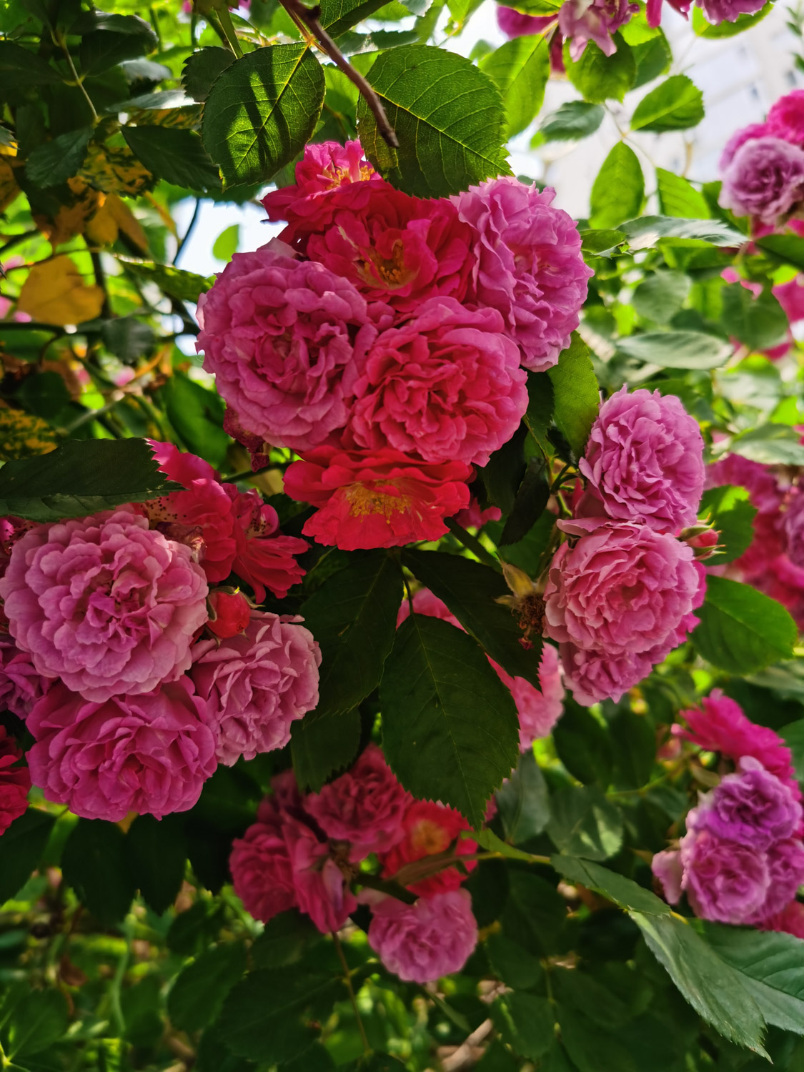 蔷薇爬满了就是不开花如何办