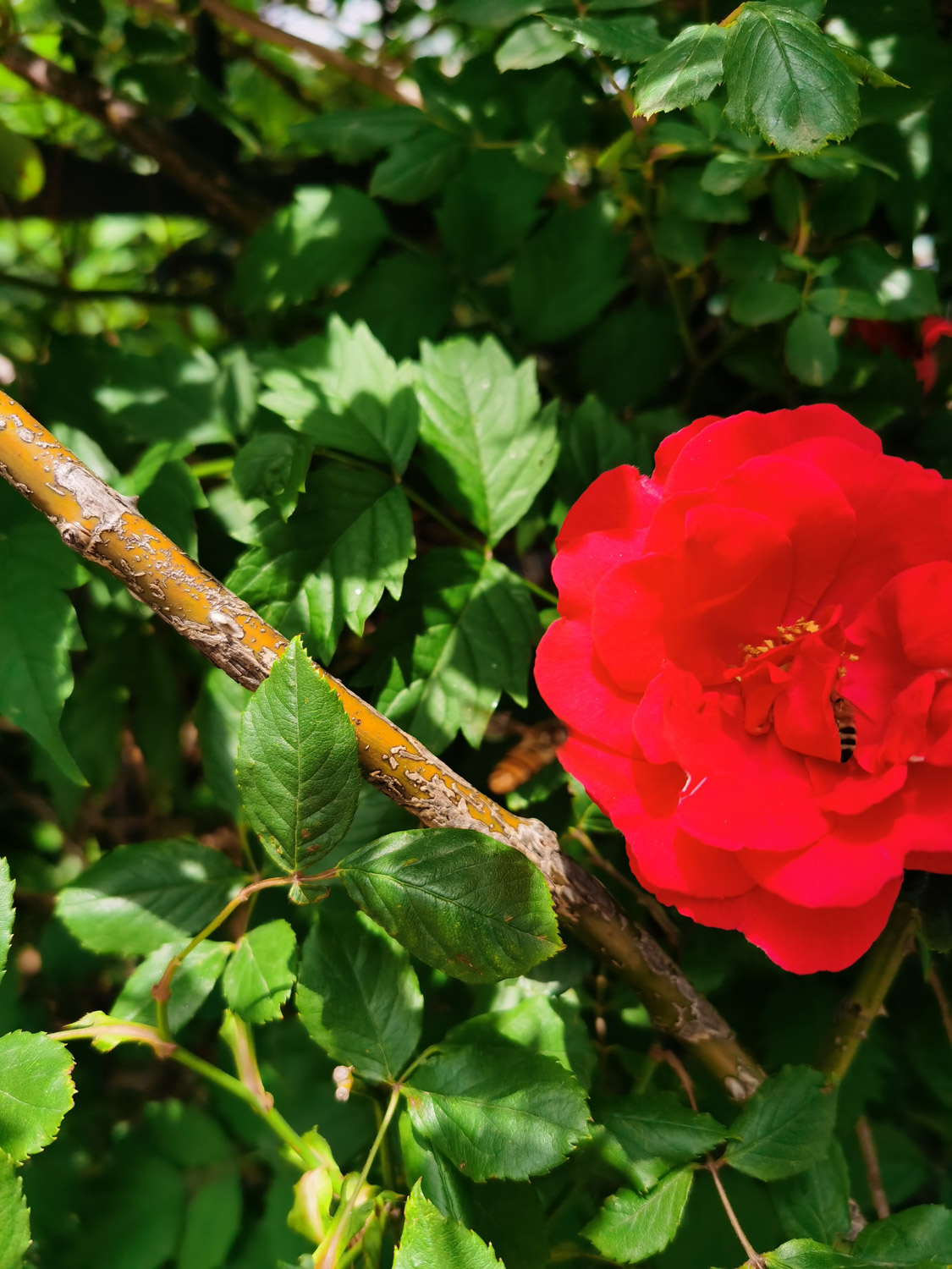 蔷薇爬满了就是不开花如何办