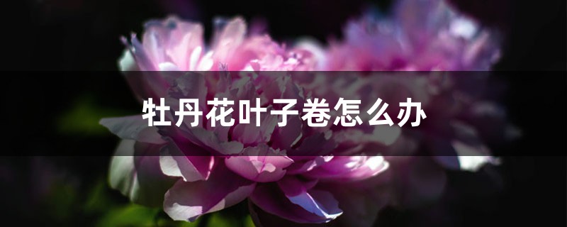 牡丹花叶子打卷如何办