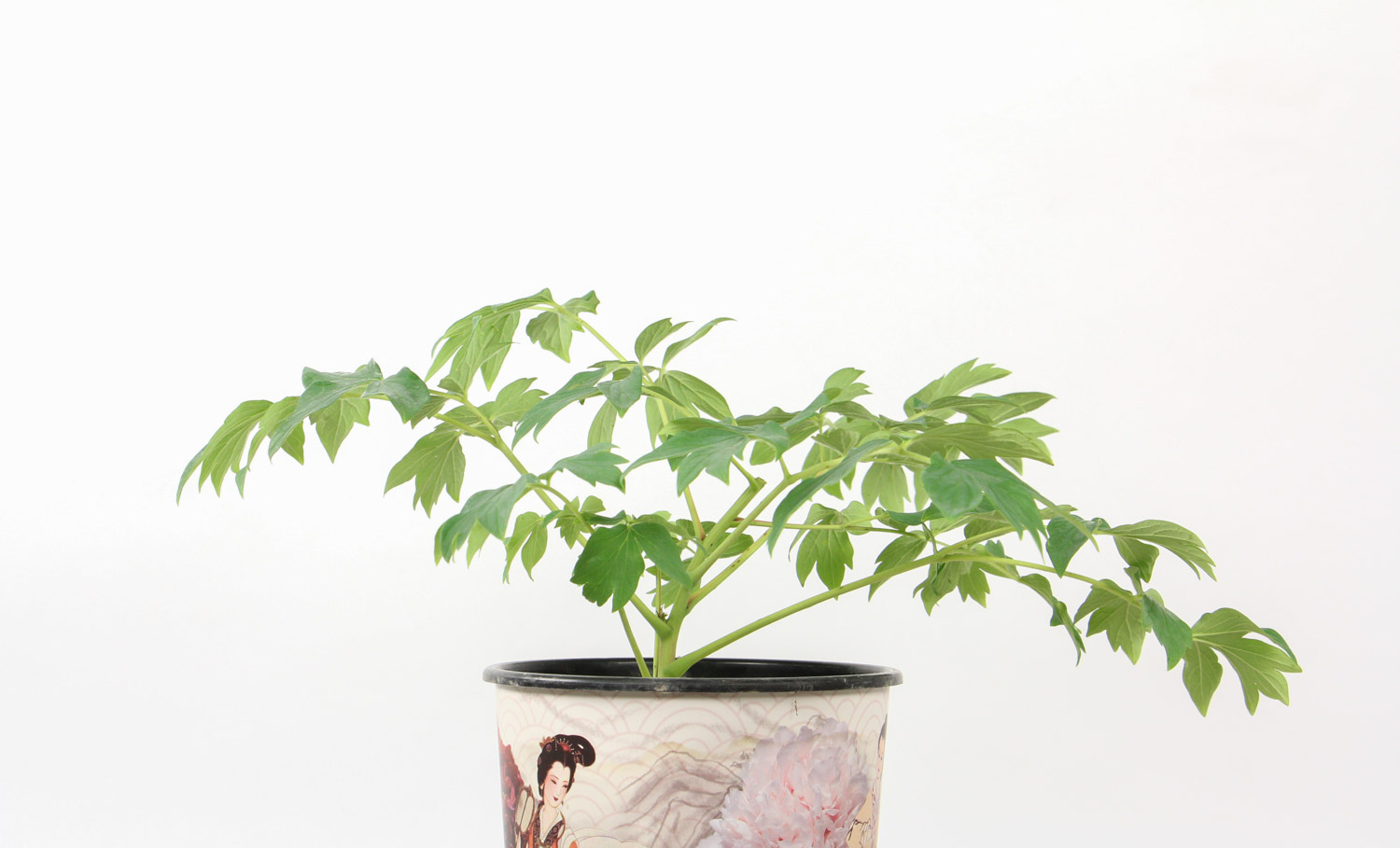 牡丹花叶子打卷如何办