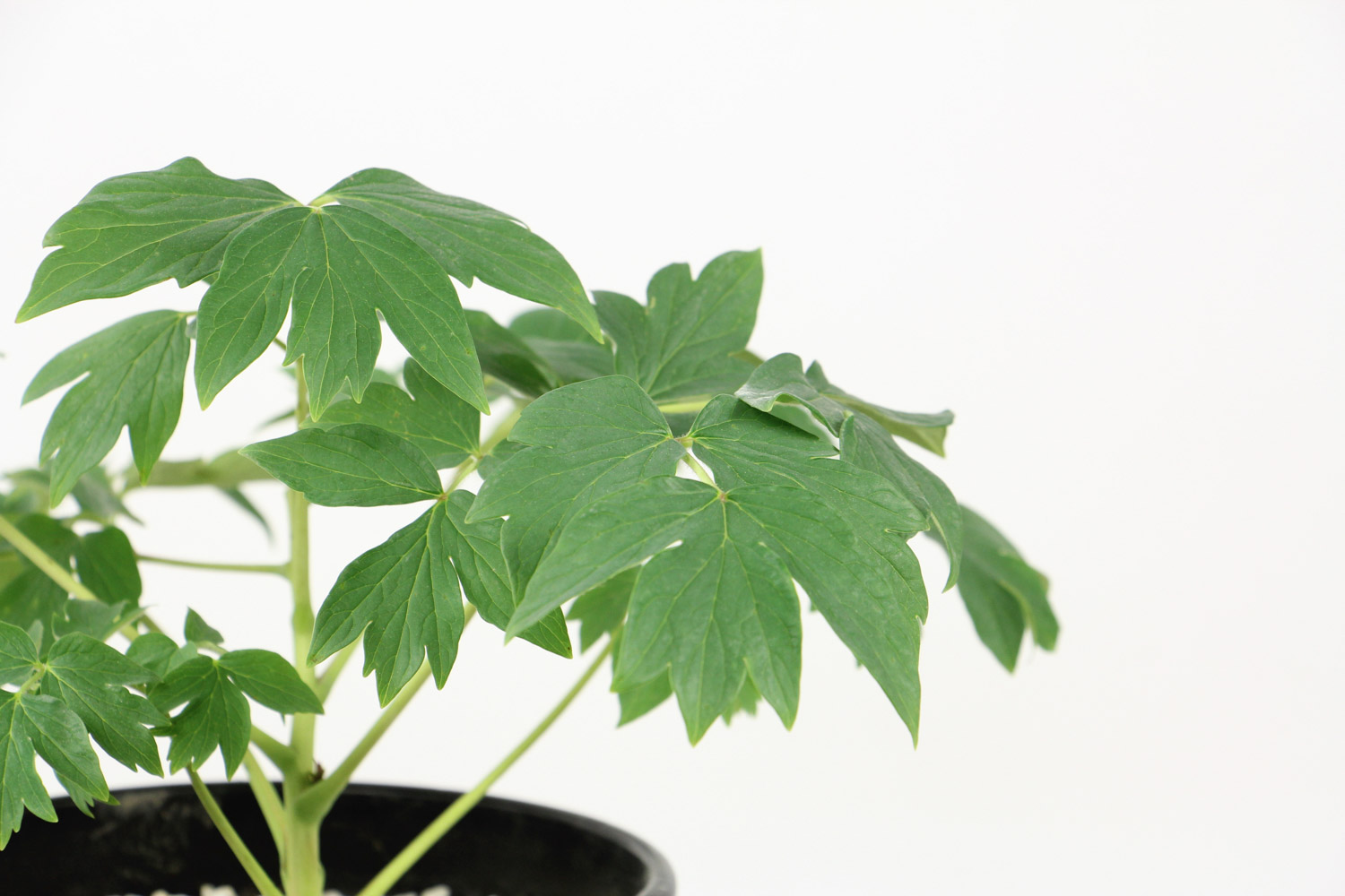 牡丹花叶子打卷如何办