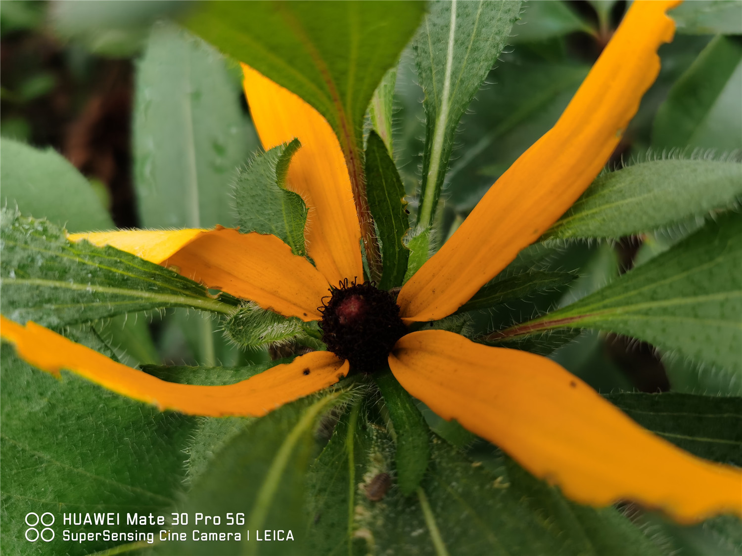 木菊花掉骨朵儿咋回事