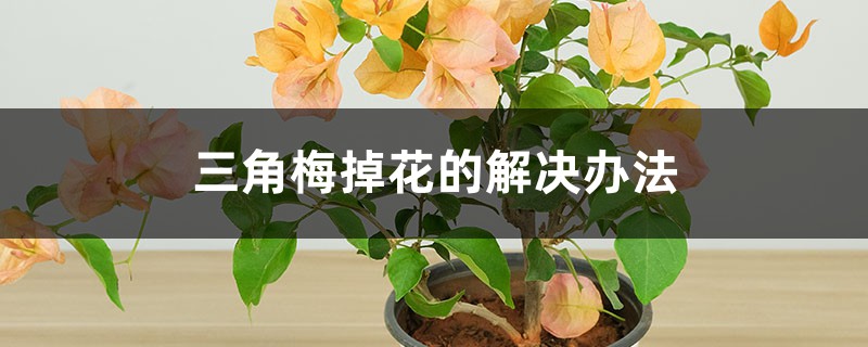 三角梅掉花的处理办法