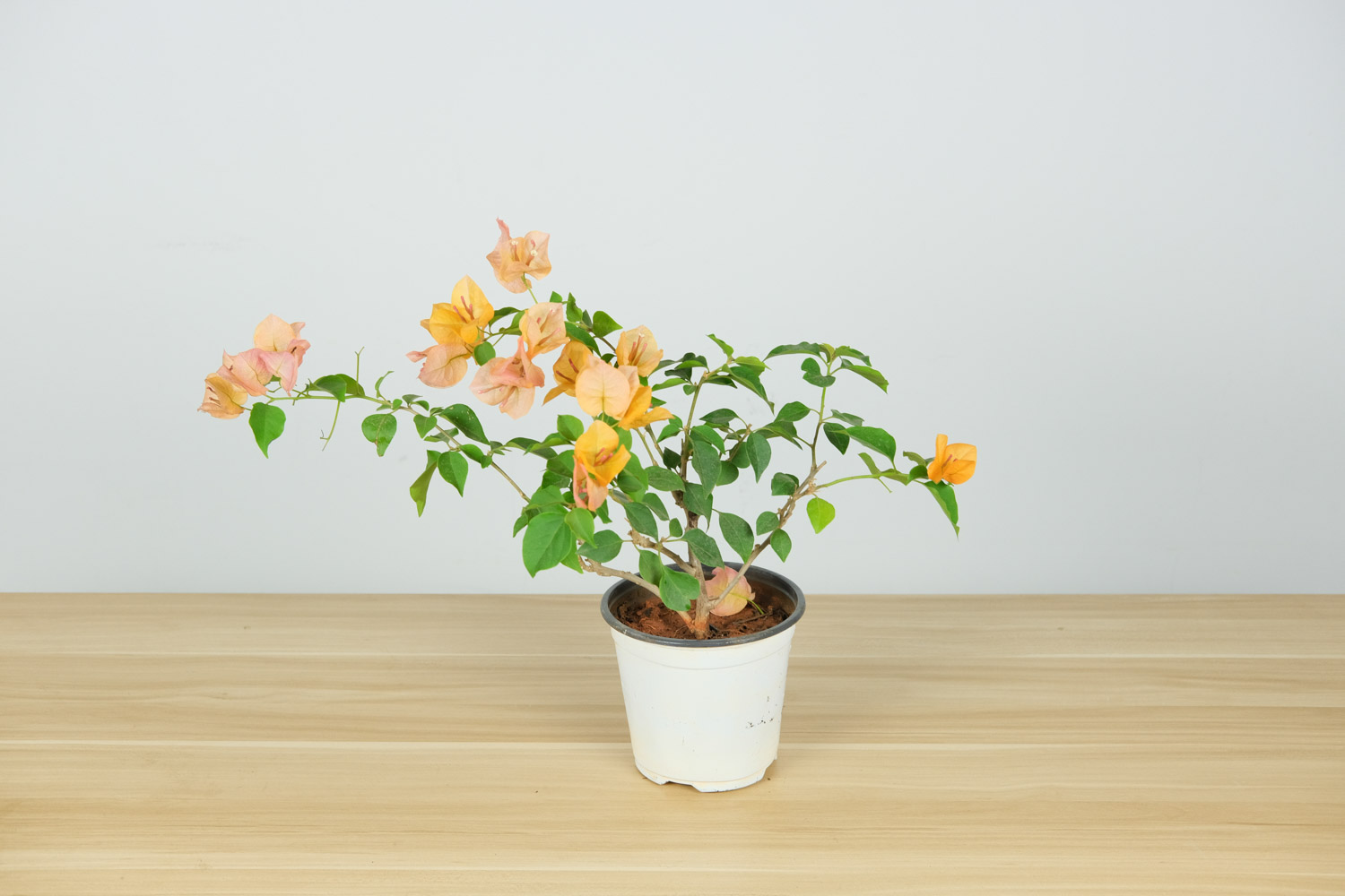 三角梅掉花的处理办法