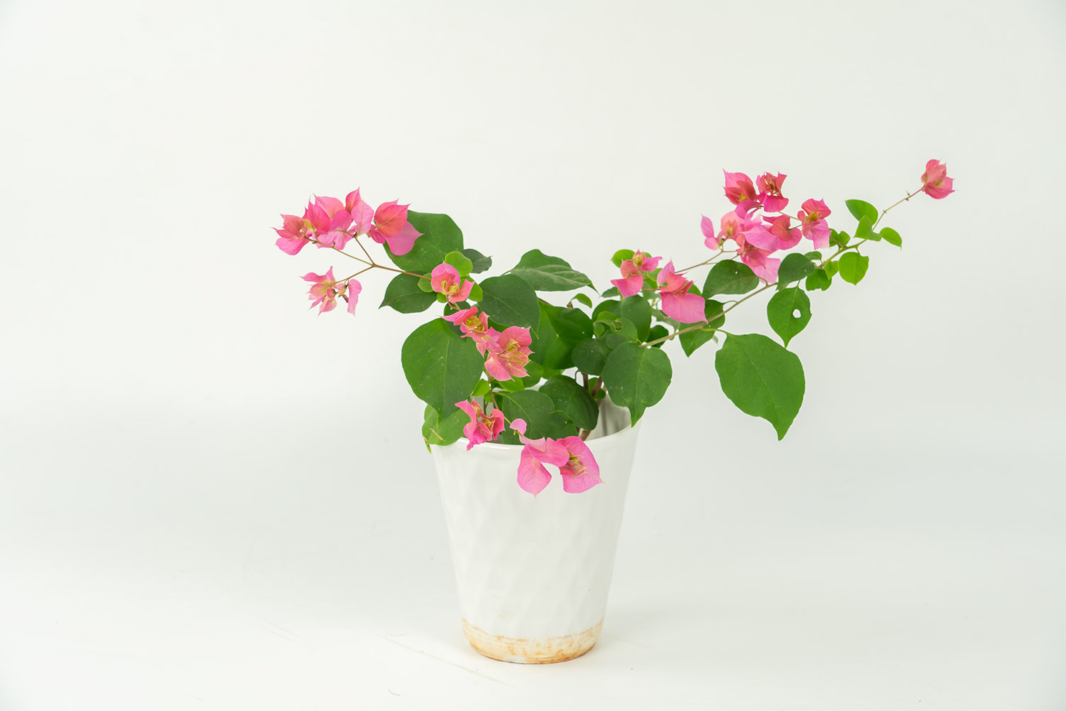 三角梅掉花的处理办法