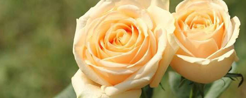 玫瑰不开花该如何处理