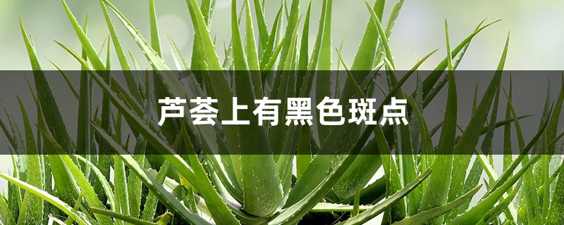 芦荟上有黑色斑点如何办